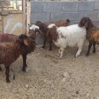 گوسفند زنده|حیوانات مزرعه|مشهد, باغ فراگرد|دیوار