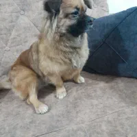 فروش پیکینیز قهوه ای|سگ|بروجرد, |دیوار