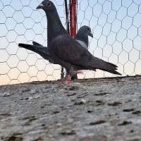 صید|پرنده|تربت‌حیدریه, ترمینال|دیوار