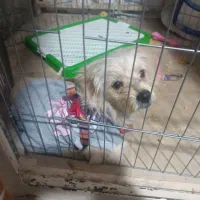 سگ اشپیتز بازیگوش