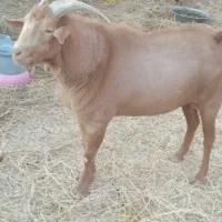 کهری نر چاق