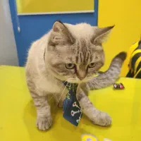 بریتیش سیلور چشم یخی اصیل