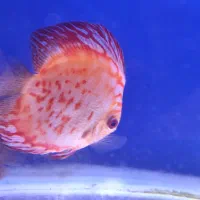 فروش ماهی|ماهی|پاکدشت, پاکدشت (مامازند)|دیوار