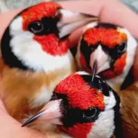 سهره گاوی گلچین شده گل قفل