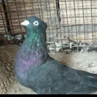 کفتر کلاهی نرماده 4تادونه 400