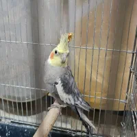 عروس هلندی|پرنده|شیراز, پودنک|دیوار