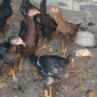 جوجه|حیوانات مزرعه|کشکسرای, |دیوار