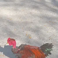 خروسگردن لخت