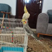 عروس هلندی|پرنده|شهرضا, |دیوار