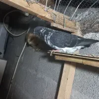 دوتا کبوتر نر ماده