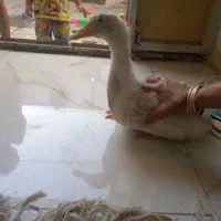 اردک|پرنده|مشهد, اروند|دیوار