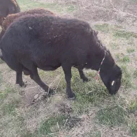 یک راس قوچ|حیوانات مزرعه|تربت جام, شیخ احمد جامی|دیوار