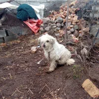 پاکوتاه ماده دلیل جاگوزار