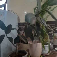 گل فیکوس|گل و گیاه طبیعی|دوگنبدان, |دیوار