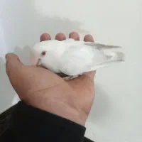 دوعددطوطی کوتوله برزیلی