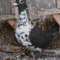 بزک سوسکی سینه سفید بزک