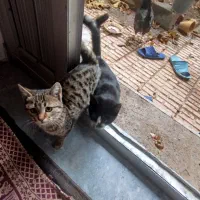 واگذاری گربه|گربه|تبریز, |دیوار