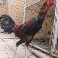 لاری
