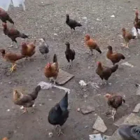 فروش فوری مرغ و خروس اردک غاز