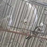 واگذاری ۵ عروس‌هلندی