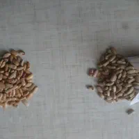 لوبیا کپسولی لوبیا کشاورز|خوردنی و آشامیدنی|تهران, آبشار|دیوار