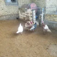 چهار عدد بوقلمو دوتا نر دوتا ماده|حیوانات مزرعه|ماهیدشت, |دیوار