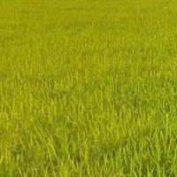 فروش زمین کشاورزی آبی