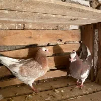 یه جفت کبوتر ابلاغ|پرنده|میاندوآب, |دیوار