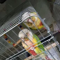 چند جفت مولد گیرینچیک میخوام