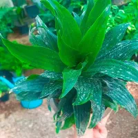 گلکده آیلار|گل و گیاه طبیعی|فردوس (خراسان), |دیوار