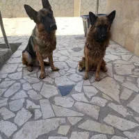 فروش سگ ژرمن شپرد|سگ|نجفآباد, ویلاشهر|دیوار