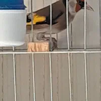 سلام خدمت عزیزان و سروران عزیز عشق باز|پرنده|سامان, |دیوار