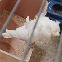 مرغ عشق پروانه ای