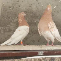 کله ای مسجدسلیمان|پرنده|اهواز, شهرک حفاری|دیوار
