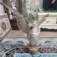 پرنده