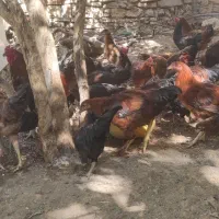 مرغ کردی تخم گذار و خروس