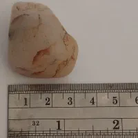 شجر رگ دار آبدار گبری با قدمت ۷۰۰۰ سال|کلکسیون اشیاء عتیقه|بم, |دیوار