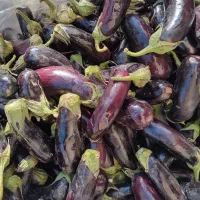 بادمجان  کیلویی ۲۰هزار تومان