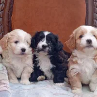 سگ شیتزو بسیار زیبا|سگ|تهران, الهیه|دیوار