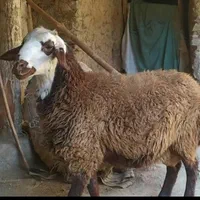 قصاب وسلاخ مجرب صفرتاصد|خدمات پذیرایی، مراسم|همدان, |دیوار