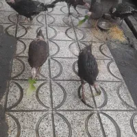 بقلمو|حیوانات مزرعه|محمدشهر, شهرک پیام (مهرالبرز)|دیوار