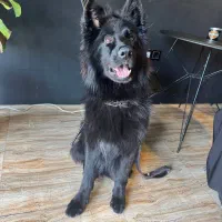 توله ژرمن|سگ|شازند, |دیوار