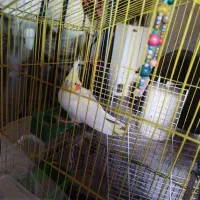 عروس هلندی|پرنده|قشلاق دشت, |دیوار