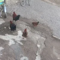 یک عدد خروس ۳ عدد مرغ