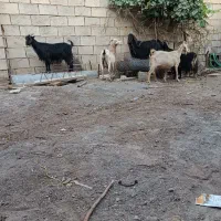 چند راس بز جوان و آبستن سانن و محلی