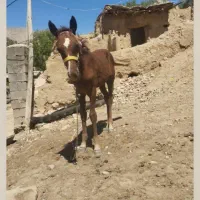 کره اسب ماده آروم خیلی سه ماه هست
