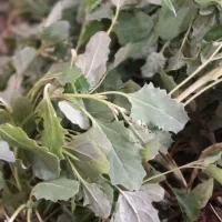 سالمانجا برای آش دوغ