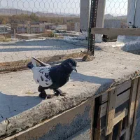 کفترای رنگی|پرنده|بناب, |دیوار