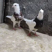 کبوتر رنگی  طوقی