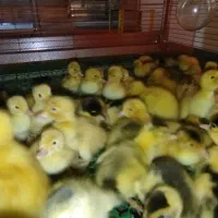 جوجه اردک و جوجه پیلموت راک.گلپایگان.کاکلی پاپر